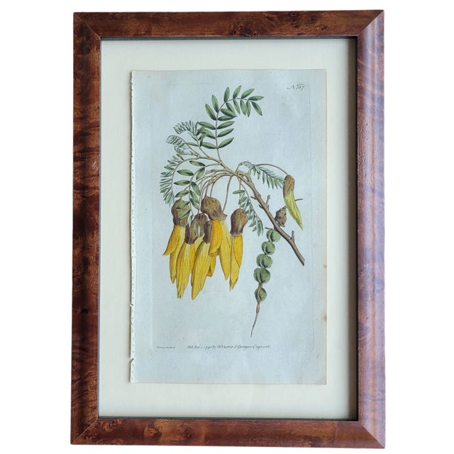 Wood Antique C1790s Hand Colored Curtis Botanical Engraving Set of Nine Yellow Floral Framed For Sale - Image 7 of 12