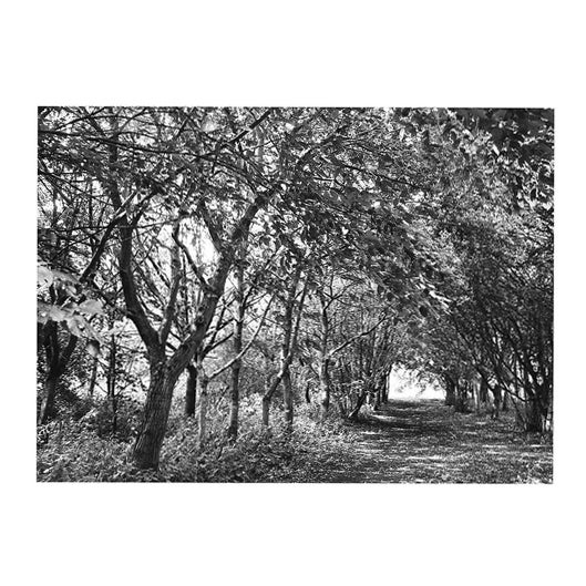 Paul Cooklin, Eye Moor and Woodland, Edition of 50 For Sale