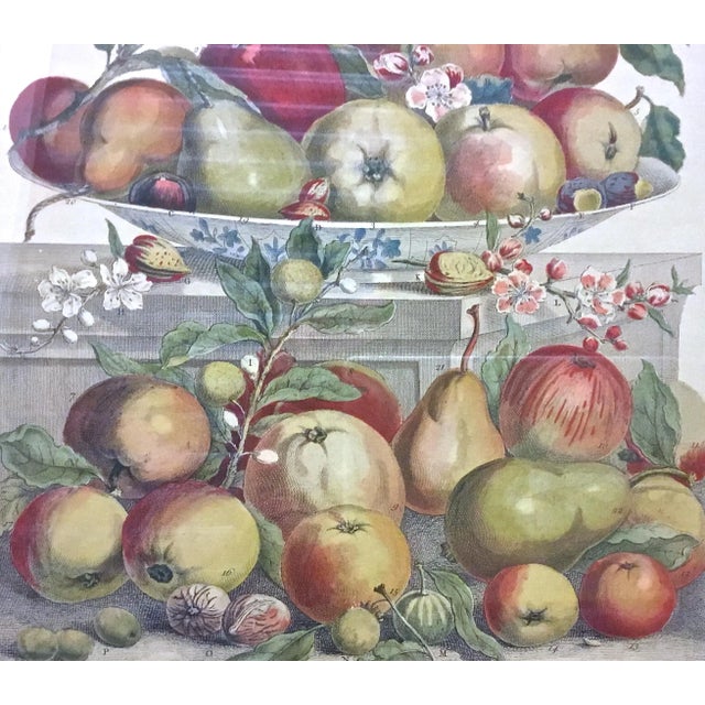 Vintage Apple & Pear Species Engraving For Sale - Image 4 of 7
