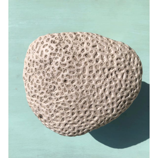 Two fossilized coral specimens mounted on rosewood veneer plinths. Blocks are sturdy and free of chips and scratches....