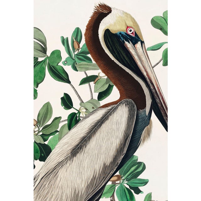 A striking coastal natural history study, this vintage art print reproduction features a Brown Pelican perched among lush...
