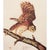 Farmhouse 1966 Vintage Farmhouse Cottage Print "Barred Owl" After John James Audubon For Sale - Image 3 of 9