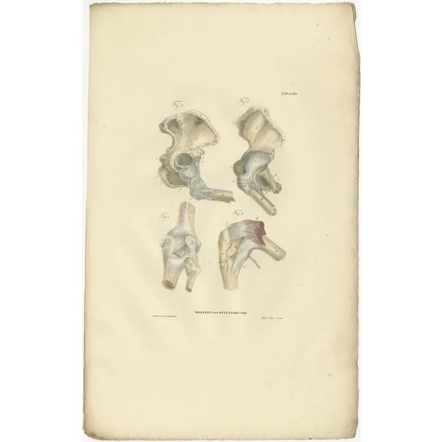 Anatomy Illustrations of Ligaments and Joints, 1839, Prints, Set of 13 For Sale - Image 12 of 15
