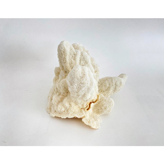 Shell Natural Catspaw Coral Specimen For Sale - Image 7 of 9