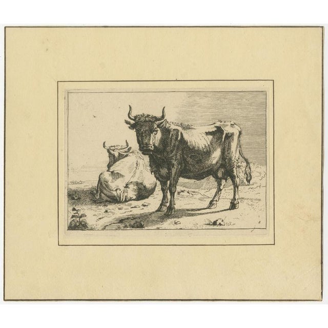 After Paulus Potter, Cattle, 1650, Set of 8 For Sale - Image 6 of 12