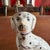 Ceramic A Very Nice Pair of Antique Staffordshire Dalmatian Figures, Circa 1870 For Sale - Image 7 of 18