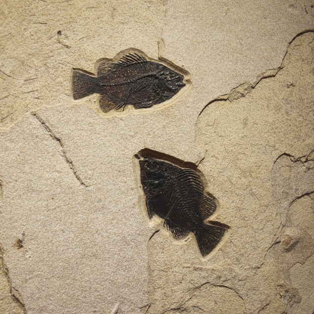 Contemporary Fossil Fish Mural 8016gm From the Green River Formation, Wyoming For Sale - Image 3 of 5