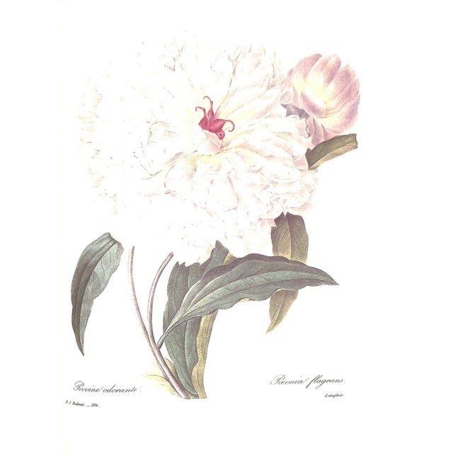 "Pierre Joseph Redoute the Most Beautiful Flowers" 1991 Redoute, Pierre Joseph For Sale In New York - Image 6 of 12