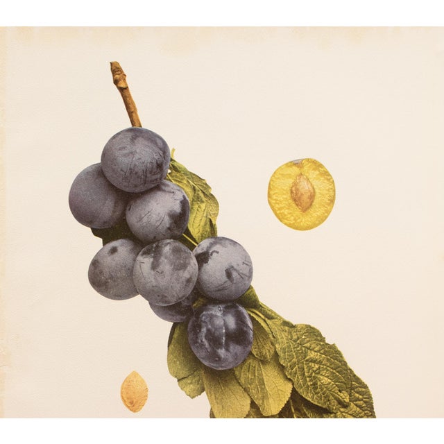 A magnificent original antique photogravure (print) of Smith Orleans Plums by Ulysses Prentiss Hedrick (1870-1951). Superb...