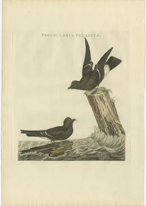Sepp & Nozeman, Bird Illustration of the European Storm Petrel, 1797, Print