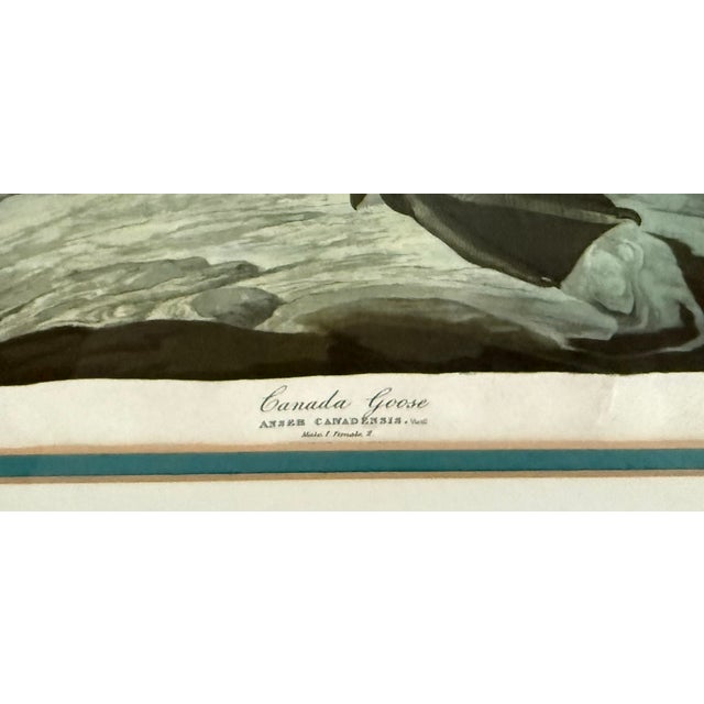 Pair of Vintage Framed Bird Illustration Lithographs by John James Audubon For Sale - Image 11 of 16
