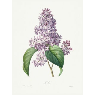 Lilac by Redouté, Vintage Botanical Art Print, 24" X 32" For Sale