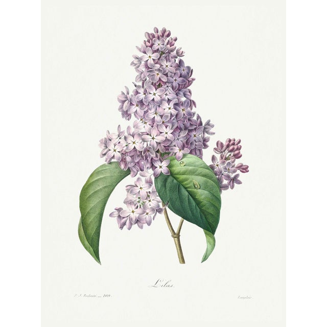Lilac by Redouté, Vintage Botanical Art Print, 24" X 32" For Sale