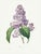Lilac by Redouté, Vintage Botanical Art Print, 24" X 32" For Sale