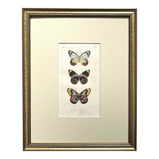 Antique Original French Butterfly Print Hand Color Paris 1835 by Lucas For Sale
