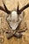 Antique Black Forest Victorian Wall Mounted Taxidermy Large Deer Skull & Antlers For Sale - Image 4 of 15