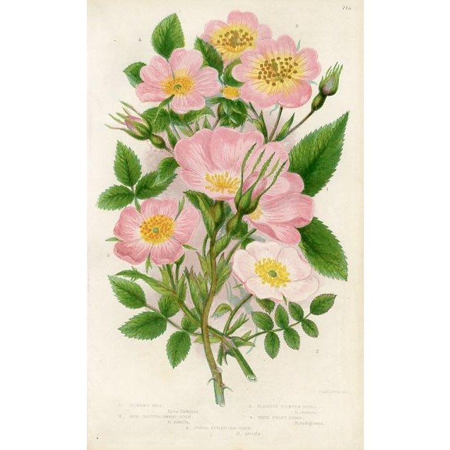 Original antique Rose print by Anne Pratt (1806-1893), one of the most successful English botanical illustrators in the...