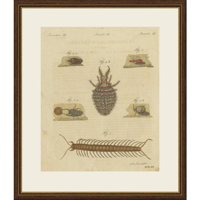 This hand coloured copper engraving of remarkable insects, a giant centipede, a dung beetle rolling its ball, a velvet ant...