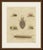 This hand coloured copper engraving of remarkable insects, a giant centipede, a dung beetle rolling its ball, a velvet ant...