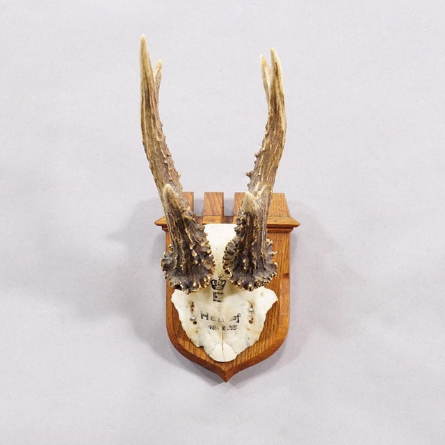 Red Deer Trophy on Wooden Plaque, by Philip Ernst, Prince of Thurn and Taxis, 1955 This hunting trophy features a roe deer...