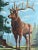 Vintage Elk Paint by Numbers Painting Framed For Sale In Raleigh - Image 6 of 8