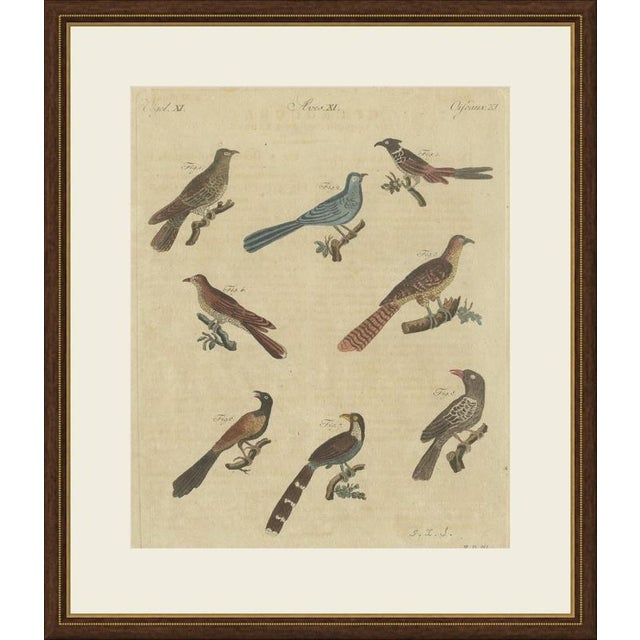 This antique bird print from bertuch's bilderbuch shows eight long tailed birds of the cuckoo kind, perched on short...