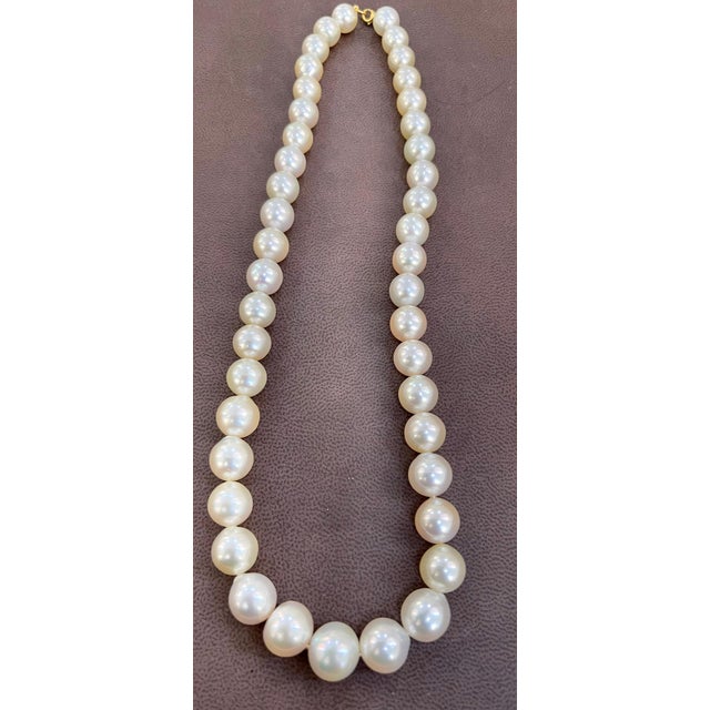 Graduating Cream Color South Sea Pearls Necklace 14 Karat Yellow Gold Clasp For Sale - Image 14 of 18
