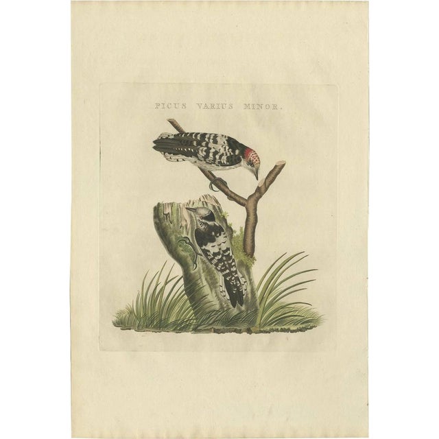 Early 19th Century Sepp & Nozeman, Bird Illustration of the Lesser Spotted Woodpecker, 1809, Print For Sale - Image 5 of 5