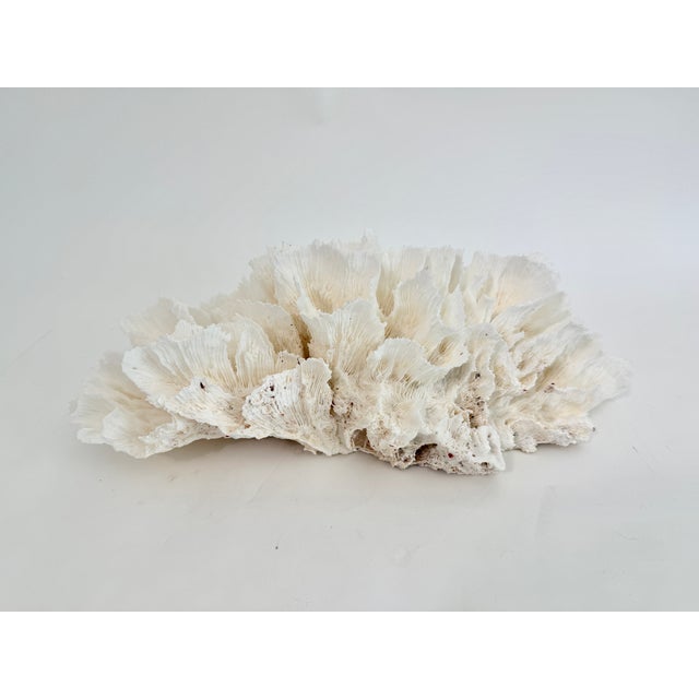 Natural White Lettuce Coral Specimen Coastal Decor For Sale - Image 4 of 5
