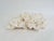 Natural White Lettuce Coral Specimen Coastal Decor For Sale - Image 4 of 5
