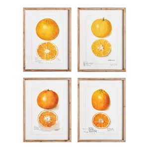 Citrus Study, Set Of 4