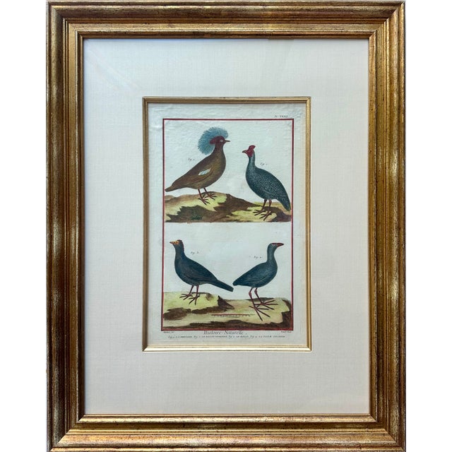 Traditional Guineafowl Crested Partridge, Curassow Purple Moorhen Original Print From Histoire Naturelle, 1751 For Sale - Image 3 of 4