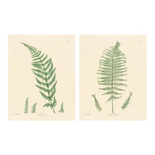Botanical Ferns by Henry Bradbury- Plates 25 & 26 - Set of 2 For Sale