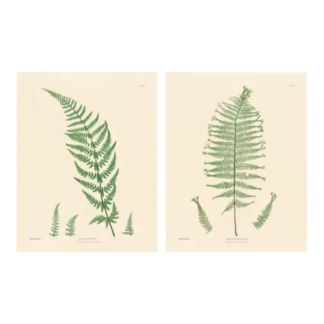 Botanical Ferns by Henry Bradbury- Plates 25 & 26 - Set of 2 For Sale