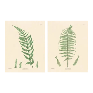 Botanical Ferns by Henry Bradbury- Plates 25 & 26 - Set of 2