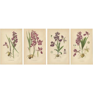 Aeg, German Meadow Orchids, 1904, Set of 4 For Sale