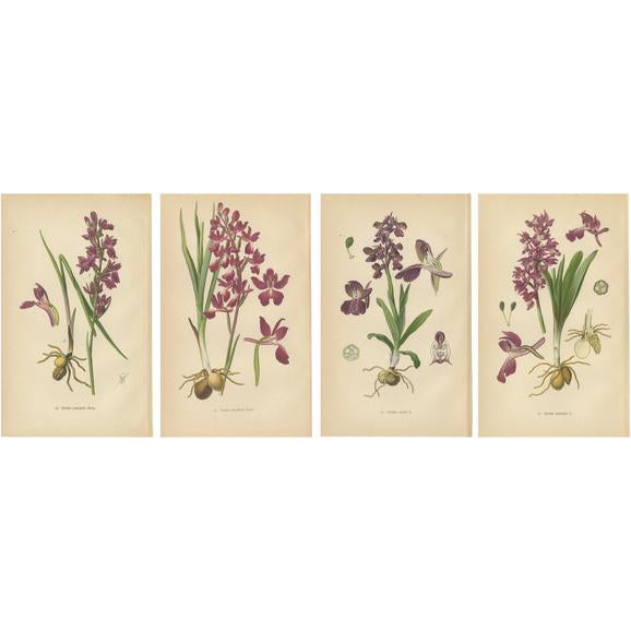 Aeg, German Meadow Orchids, 1904, Set of 4 For Sale