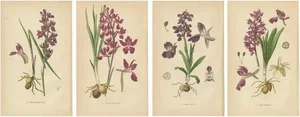 Aeg, German Meadow Orchids, 1904, Set of 4