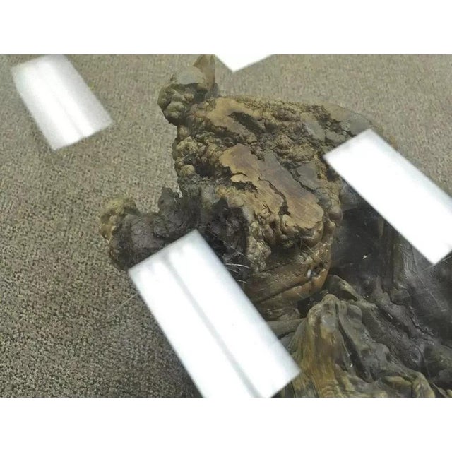 Brown Vintage Mid Century Modern Live Edge Glass Top Burl Wood Pedestal Coffee Table For Sale - Image 8 of 11