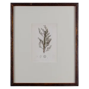 Bradbury Seaweed, C.1859, Handcrafted Frame