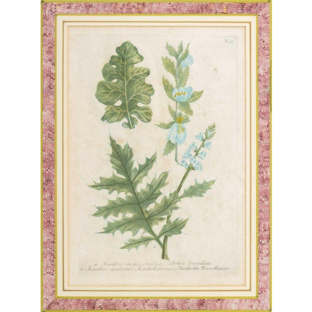 Johann Wilhelm Weinmann Botanical Engravings, Pair For Sale - Image 9 of 14