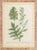 Johann Wilhelm Weinmann Botanical Engravings, Pair For Sale - Image 9 of 14