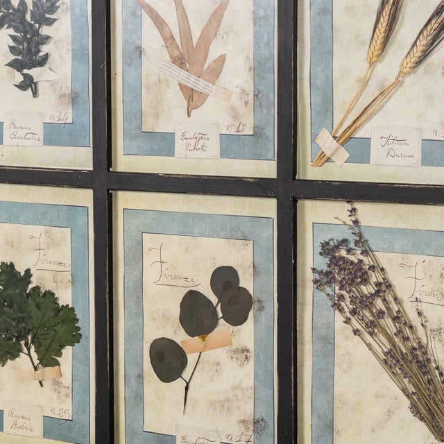 20th Century Italian Large Oak Frame with Pressed Flowers and Herbs, 1950s For Sale - Image 14 of 15