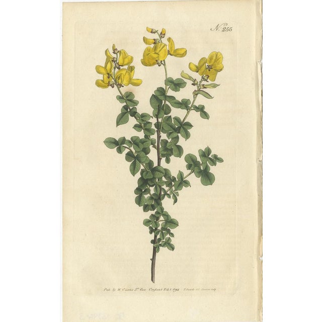 Set of 3 antique botany prints. It shows the Sessile-Leaved or Common Cytisus, Heart-Leaved Borbonia and the Beautoful...