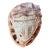 Hand Carved Pompeii Conch Shell For Sale
