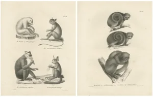 C. Last, Sloth, Galago, and Lemur Species, Lithographs, 1836, Set of 2