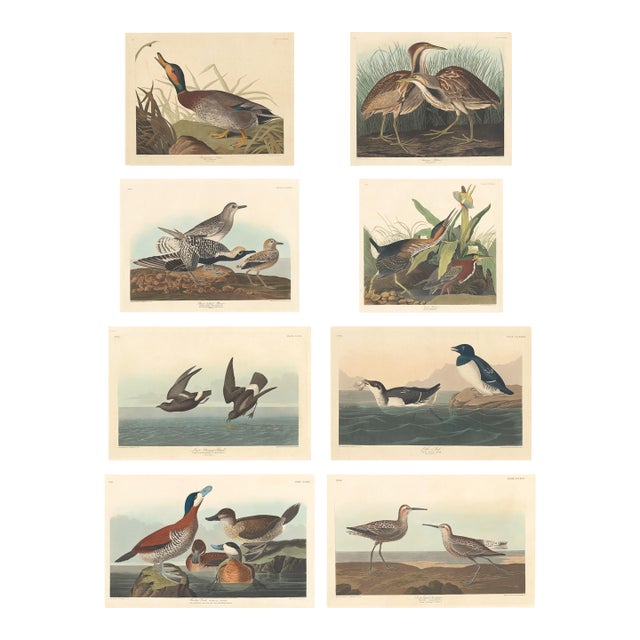 Vintage Reproductions of 1966 John James Audubon Waterbird Prints Featuring Birds, Plovers and Sandpipers - Collection of 4 For Sale