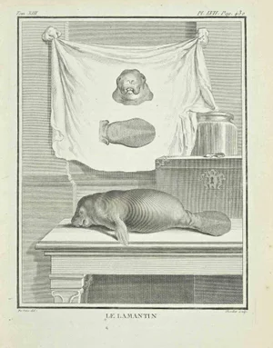 Juste Chevillet, Le Lamantin, Etching, 1771