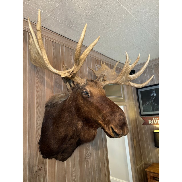 Mid 20th Century Taxidermy Moose Head and Shoulder Mount With Antler ...