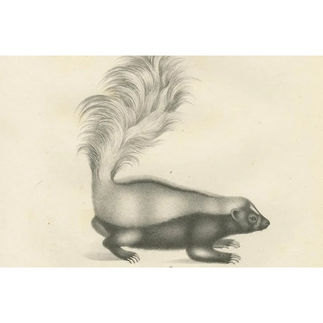 C.C. G. Zool., A Skunk and European Otter, 1836, Lithograph For Sale - Image 4 of 10